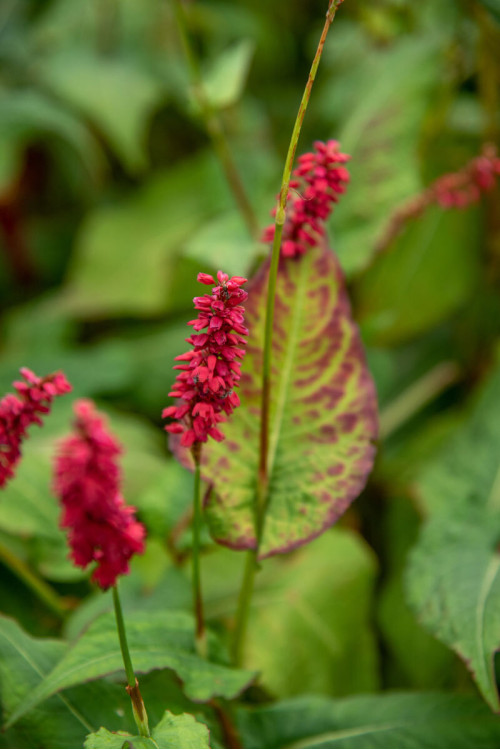 Rdest himalajski 'JS Caliente' | Persicaria amplexicaulis