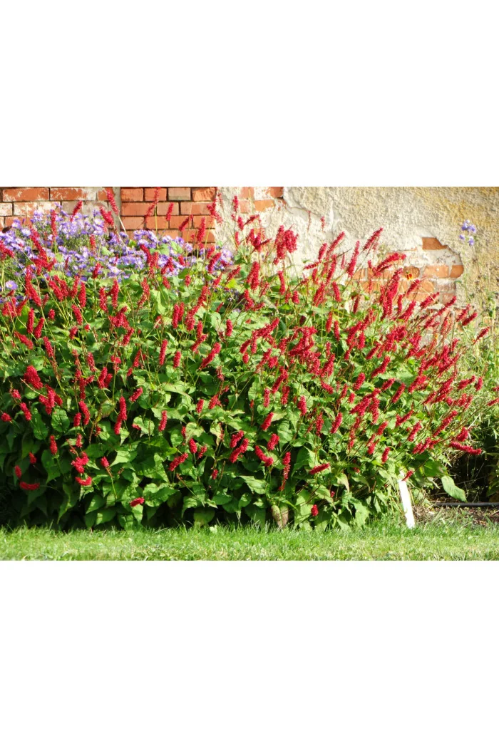 Rdest himalajski 'JS Caliente' | Persicaria amplexicaulis