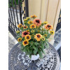 Rudbekia 'Flamenco Apricot' | Rudbeckia