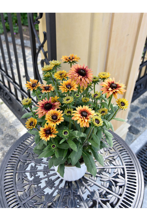 Rudbekia 'Flamenco Apricot' | Rudbeckia