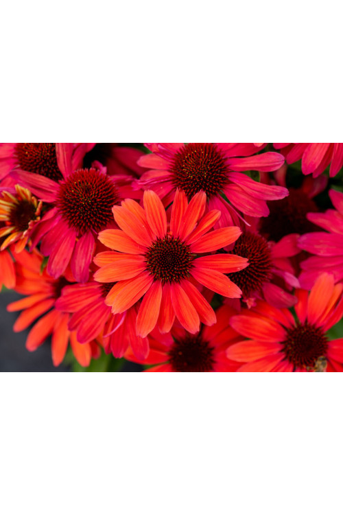 Jeżówka 'SunMagic Vintage Red' | Echinacea