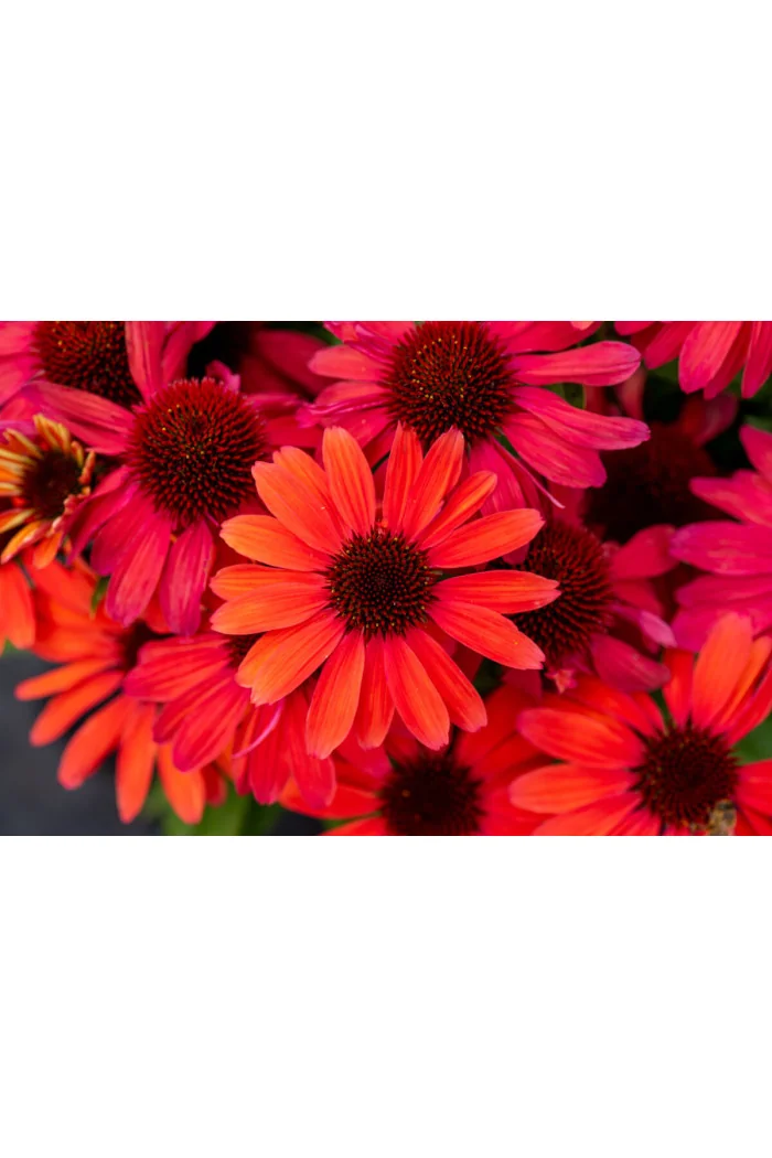 Jeżówka 'SunMagic Vintage Red' | Echinacea