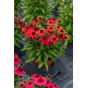 Jeżówka 'SunMagic Vintage Red' | Echinacea