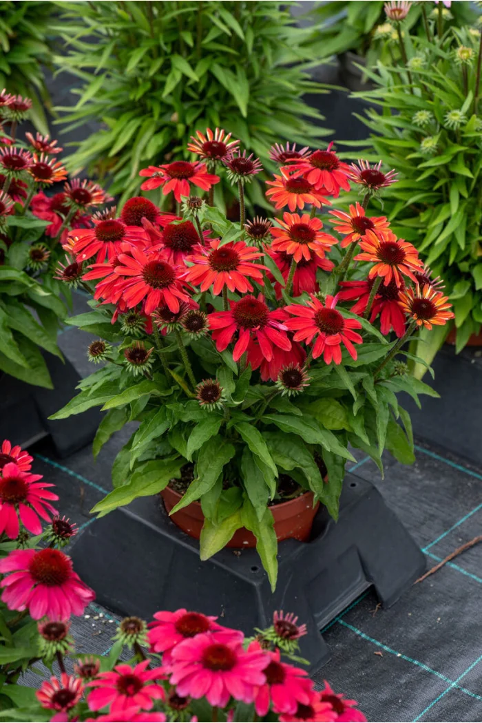 Jeżówka 'SunMagic Vintage Red' | Echinacea