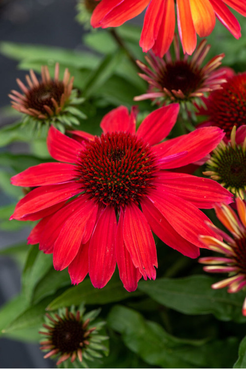 Jeżówka 'SunMagic Vintage Red' | Echinacea
