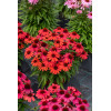 Jeżówka 'SunMagic Vintage Red' | Echinacea