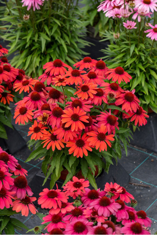 Jeżówka 'SunMagic Vintage Red' | Echinacea