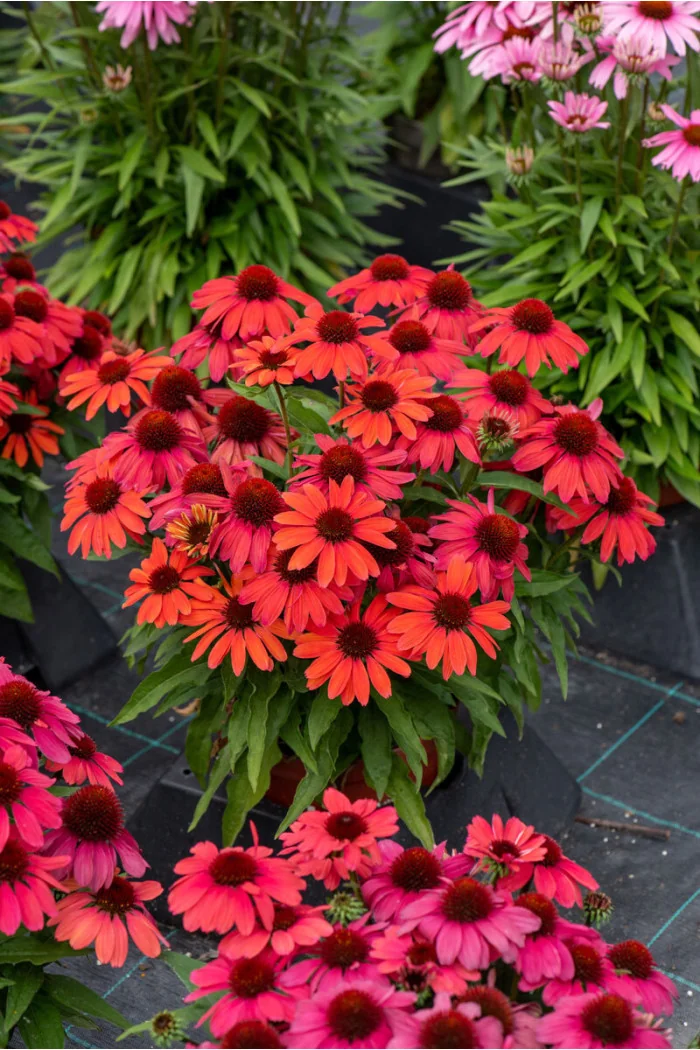 Jeżówka 'SunMagic Vintage Red' | Echinacea