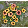 Rudbekia 'Flamenco Apricot' | Rudbeckia