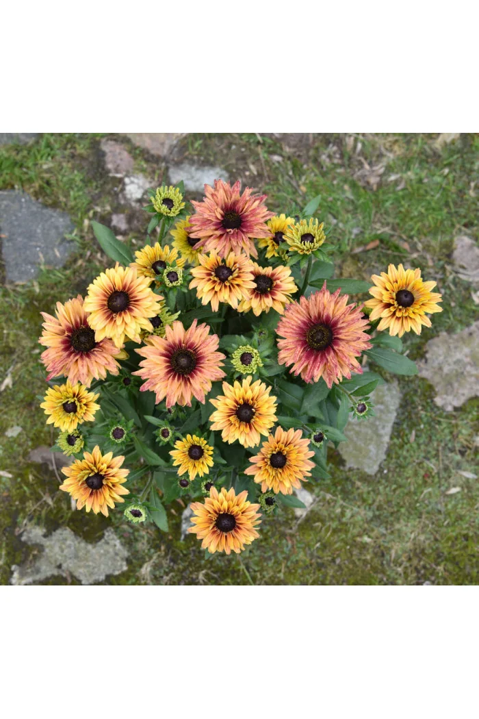 Rudbekia 'Flamenco Apricot' | Rudbeckia
