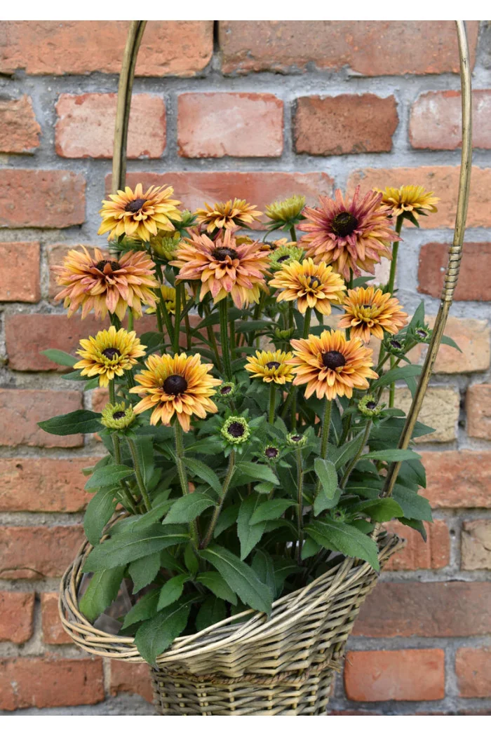 Rudbekia 'Flamenco Apricot' | Rudbeckia