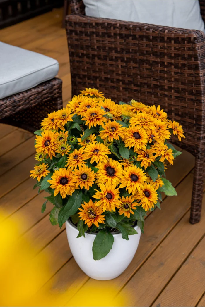 Rudbekia 'Flamenco Bright Orange' | Rudbeckia