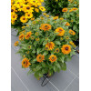 Rudbekia 'Flamenco Bright Orange' | Rudbeckia