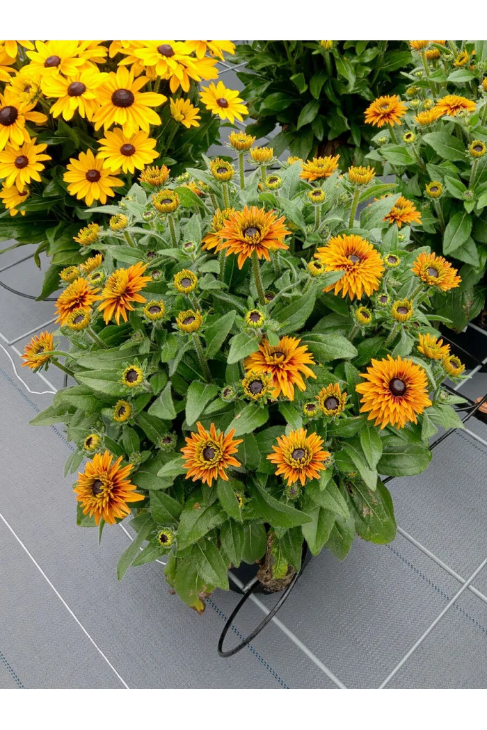 Rudbekia 'Flamenco Bright Orange' | Rudbeckia