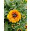 Rudbekia 'Flamenco Bright Orange' | Rudbeckia
