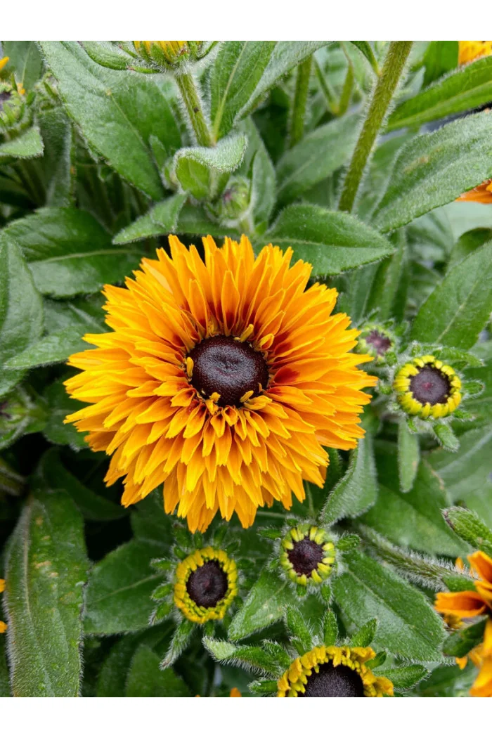 Rudbekia 'Flamenco Bright Orange' | Rudbeckia