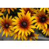 Rudbekia 'Flamenco SmileyZ Sunbeam' | Rudbeckia