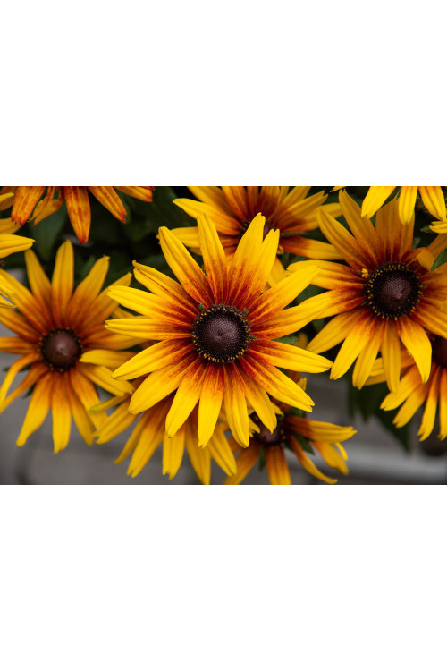 Rudbekia 'Flamenco SmileyZ Sunbeam' | Rudbeckia