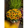 Rudbekia 'Flamenco SmileyZ Sunbeam' | Rudbeckia