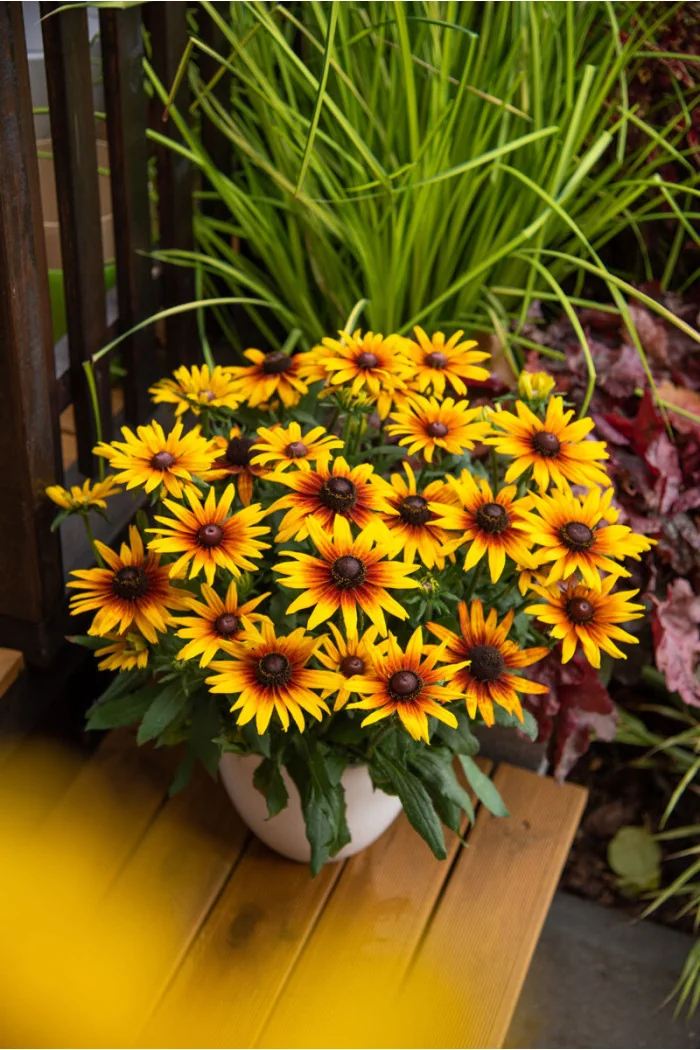 Rudbekia 'Flamenco SmileyZ Sunbeam' | Rudbeckia