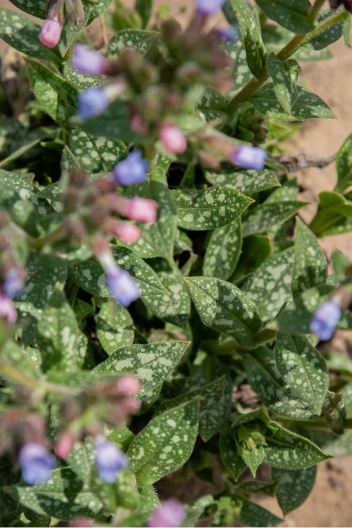 Miodunka 'Twinkle Toe' | Pulmonaria