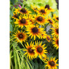 Rudbekia 'Flamenco SmileyZ Sunbeam' | Rudbeckia
