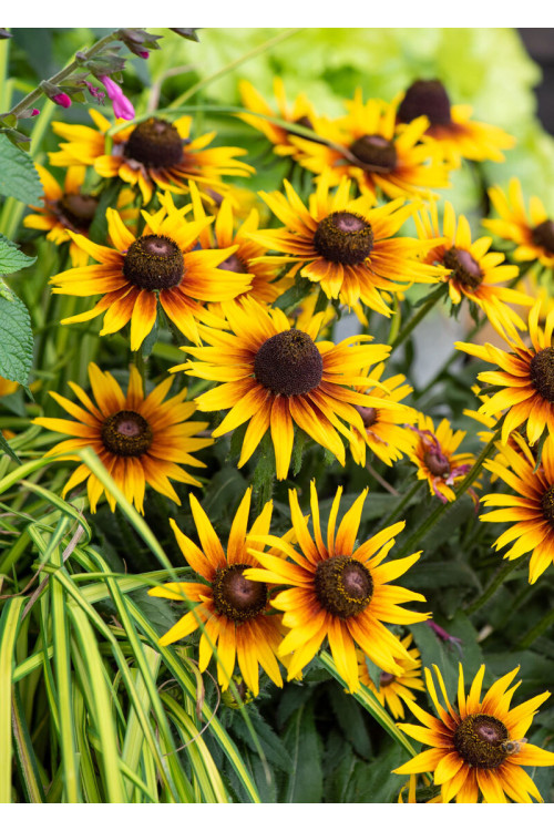 Rudbekia 'Flamenco SmileyZ Sunbeam' | Rudbeckia