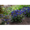 Miodunka 'Blue Ensign' | Pulmonaria