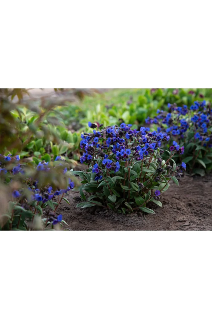 Miodunka 'Blue Ensign' | Pulmonaria