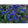 Miodunka 'Blue Ensign' | Pulmonaria