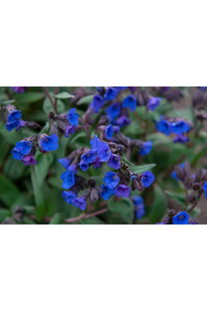 Miodunka 'Blue Ensign' | Pulmonaria