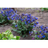 Miodunka 'Blue Ensign' | Pulmonaria