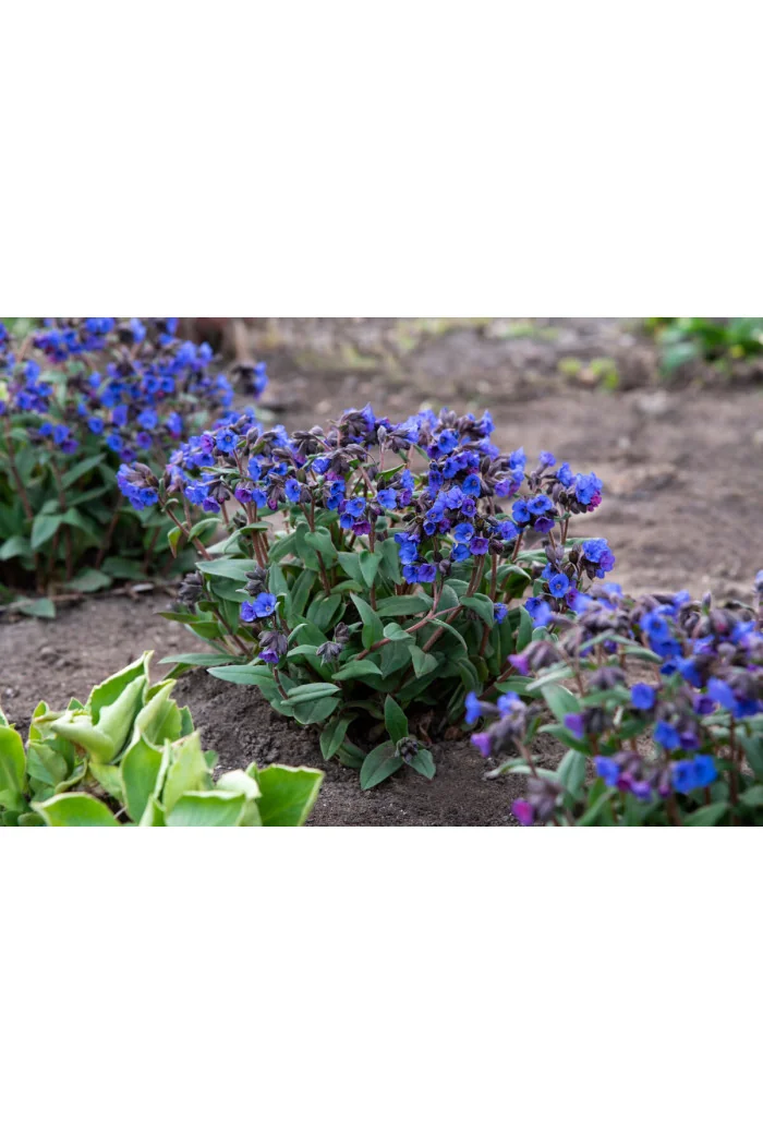 Miodunka 'Blue Ensign' | Pulmonaria