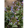 Miodunka 'Twinkle Toe' | Pulmonaria