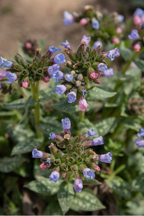 Miodunka 'Twinkle Toe' | Pulmonaria