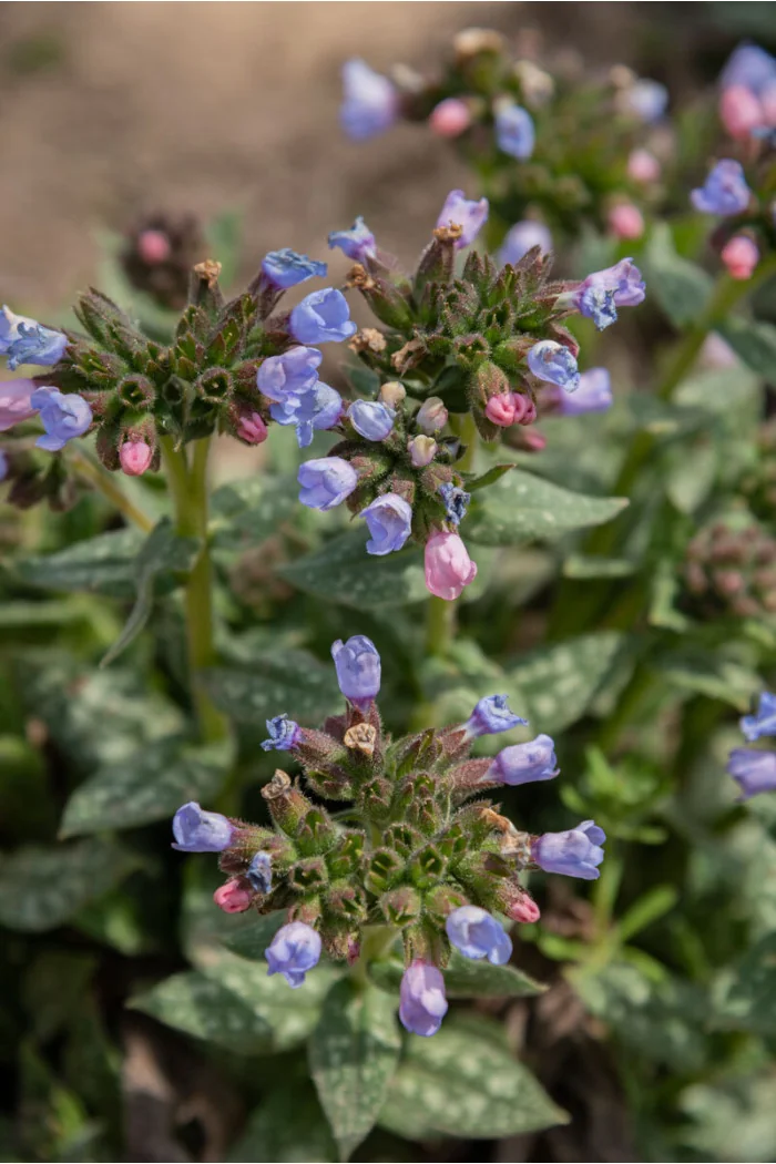 Miodunka 'Twinkle Toe' | Pulmonaria