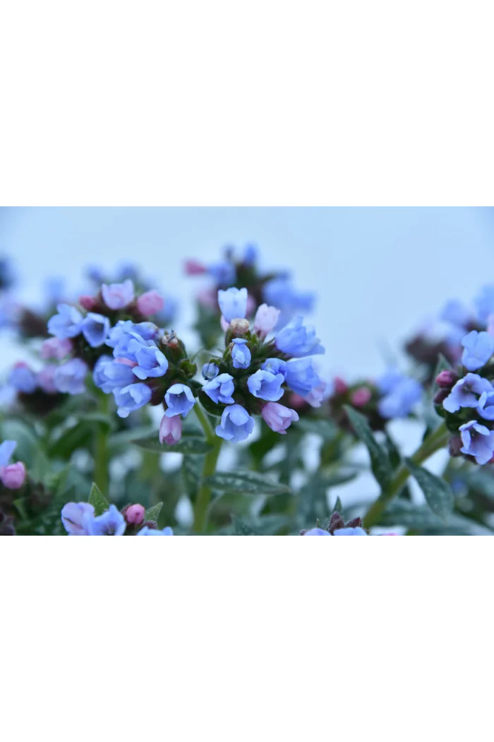 Miodunka 'Twinkle Toe' | Pulmonaria