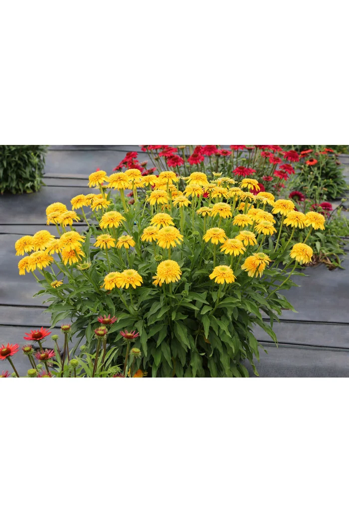 Jeżówka 'Cara Mia Yellow' | Echinacea