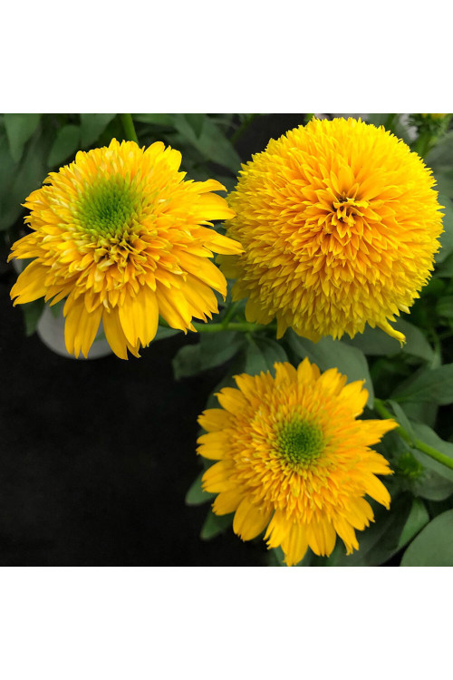 Jeżówka 'Cara Mia Yellow' | Echinacea