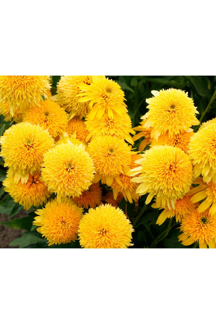 Jeżówka 'Cara Mia Yellow' | Echinacea