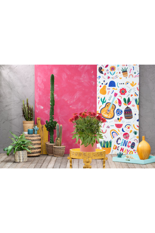 Jeżówka Sombrero 'Double Cranberry' | Echinacea