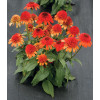 Jeżówka 'Moab Sunset' | Echinacea