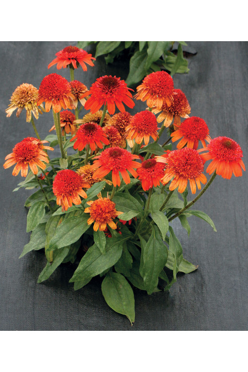 Jeżówka 'Moab Sunset' | Echinacea