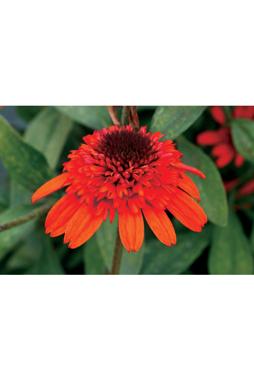 Jeżówka 'Moab Sunset' | Echinacea