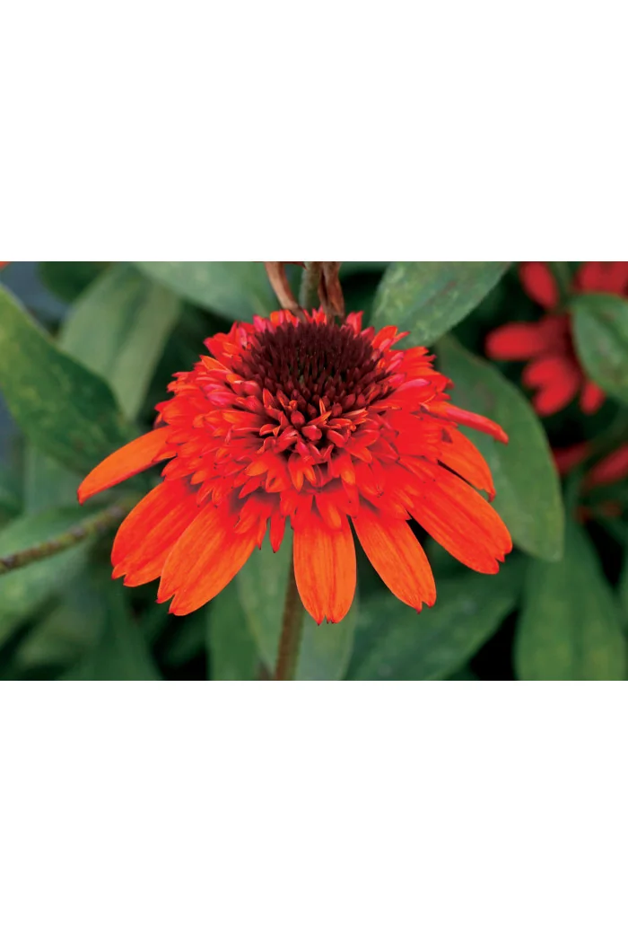 Jeżówka 'Moab Sunset' | Echinacea
