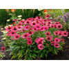 Jeżówka 'Kismet Raspberry' | Echinacea