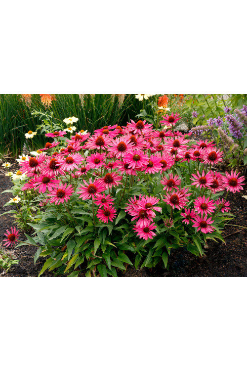 Jeżówka 'Kismet Raspberry' | Echinacea