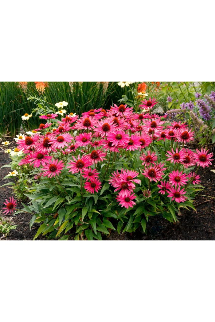 Jeżówka 'Kismet Raspberry' | Echinacea