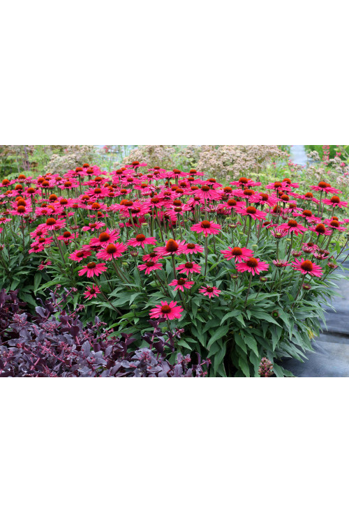 Jeżówka 'Kismet Raspberry' | Echinacea