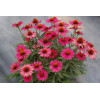 Jeżówka 'Kismet Raspberry' | Echinacea